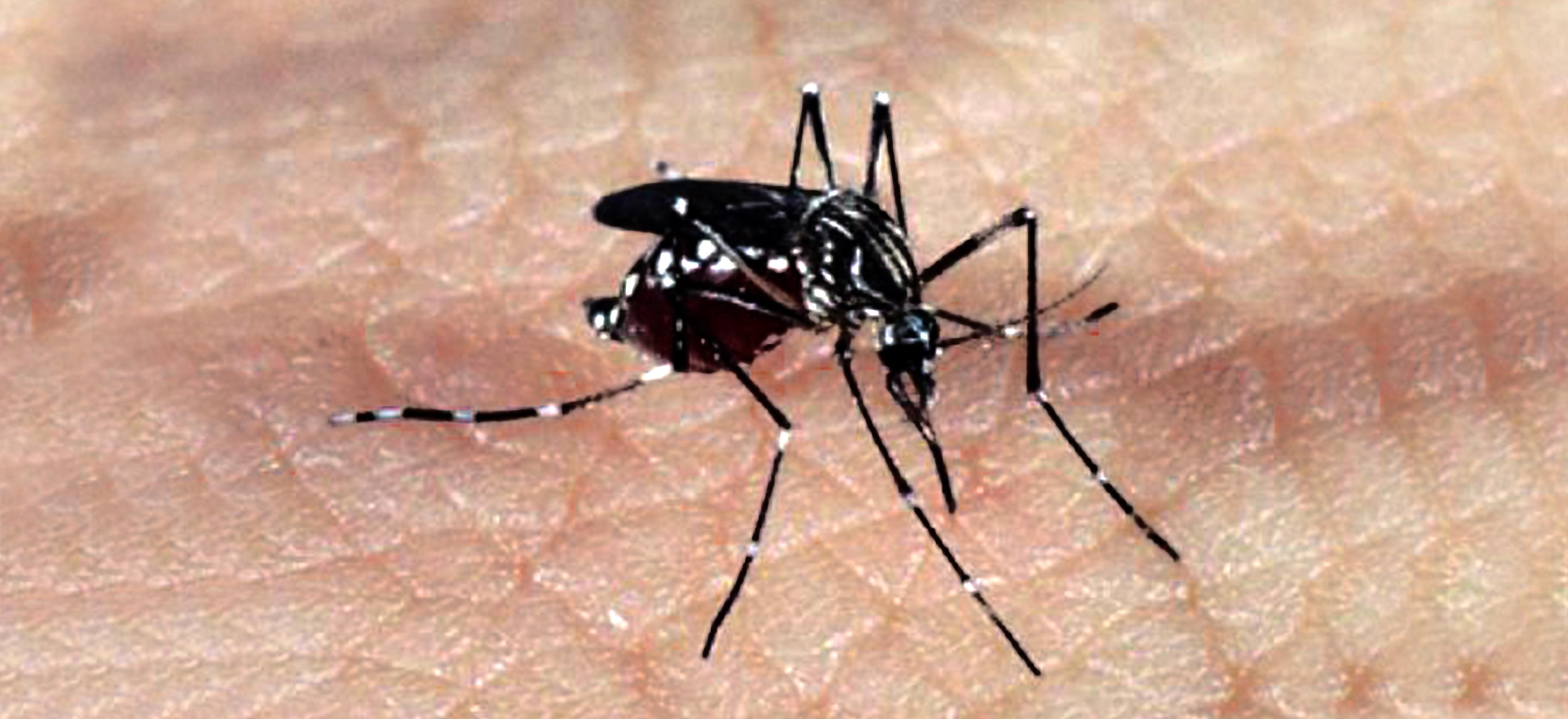 Mosquito Aedes aegypti 